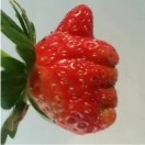 豆子的头像