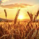 泡泡的头像